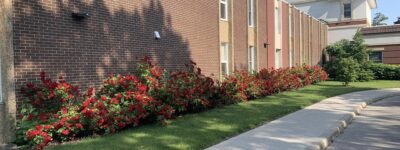 Rose bushes in bloom along the peopleCare Hilltop Manor building.